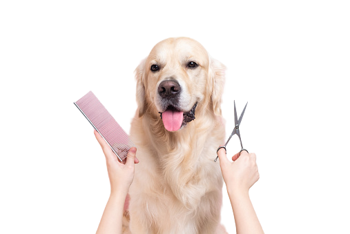 Keep Your Furry Friend Looking Their Best with Our Pet Grooming Services