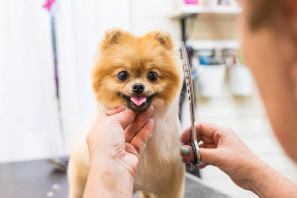 Pamper Your Pet with Our Pet Parlor Services