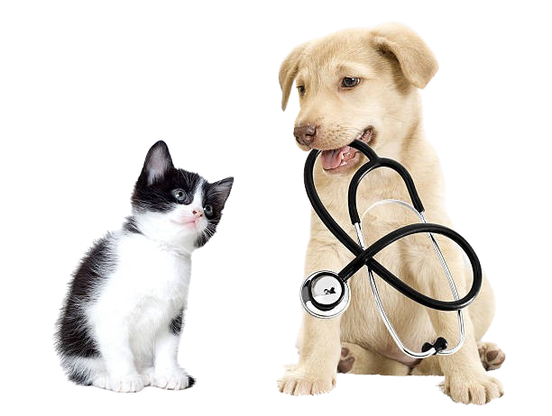 vetraj veterinary hospital dog and cat