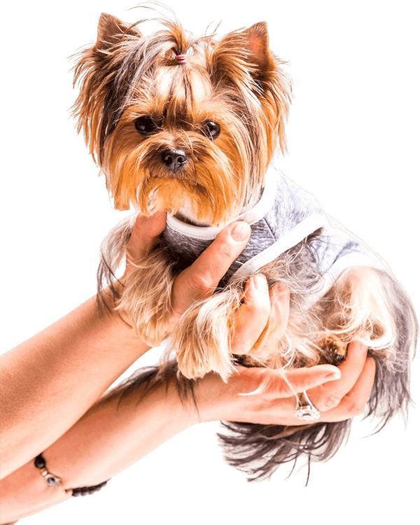 Vet caring for a Yorkshire Terrier