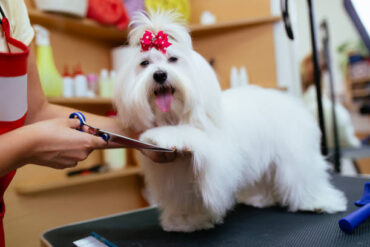 Pamper Your Pet with Our Pet Parlor Services