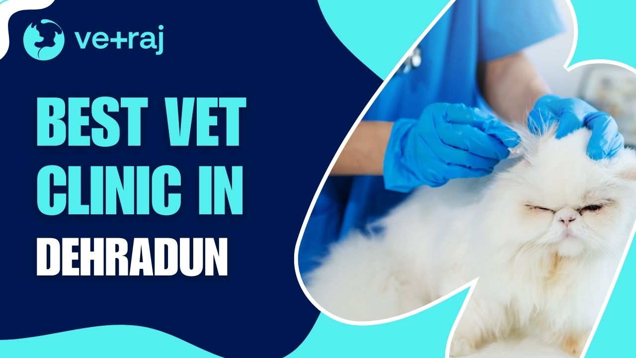 Best Vet Clinic in Dehradun
